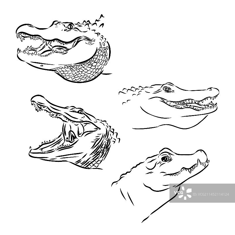 白色背景上的涂鸦风格鳄鱼图片素材