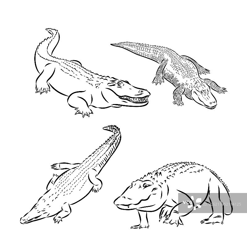 白色背景上的涂鸦风格鳄鱼图片素材