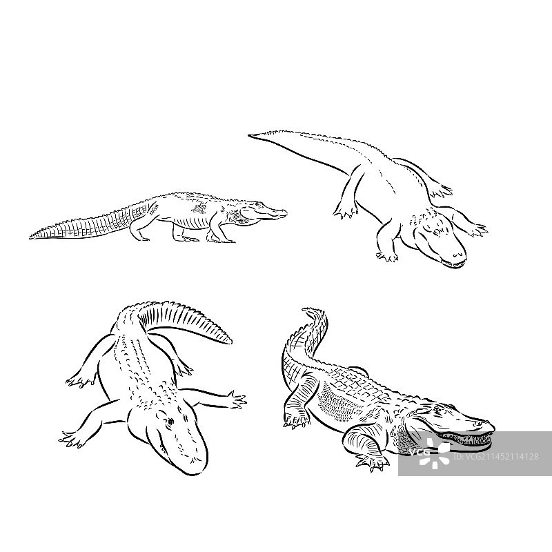 白色背景上的涂鸦风格鳄鱼图片素材