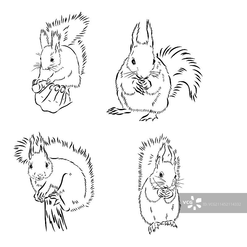 手绘松鼠复古动物图片素材