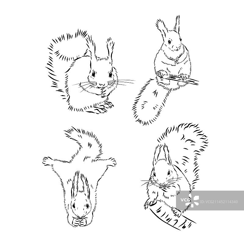 手绘松鼠复古动物图片素材