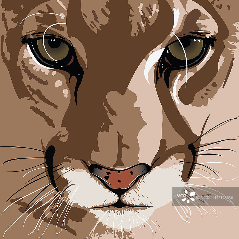 美洲狮图片素材