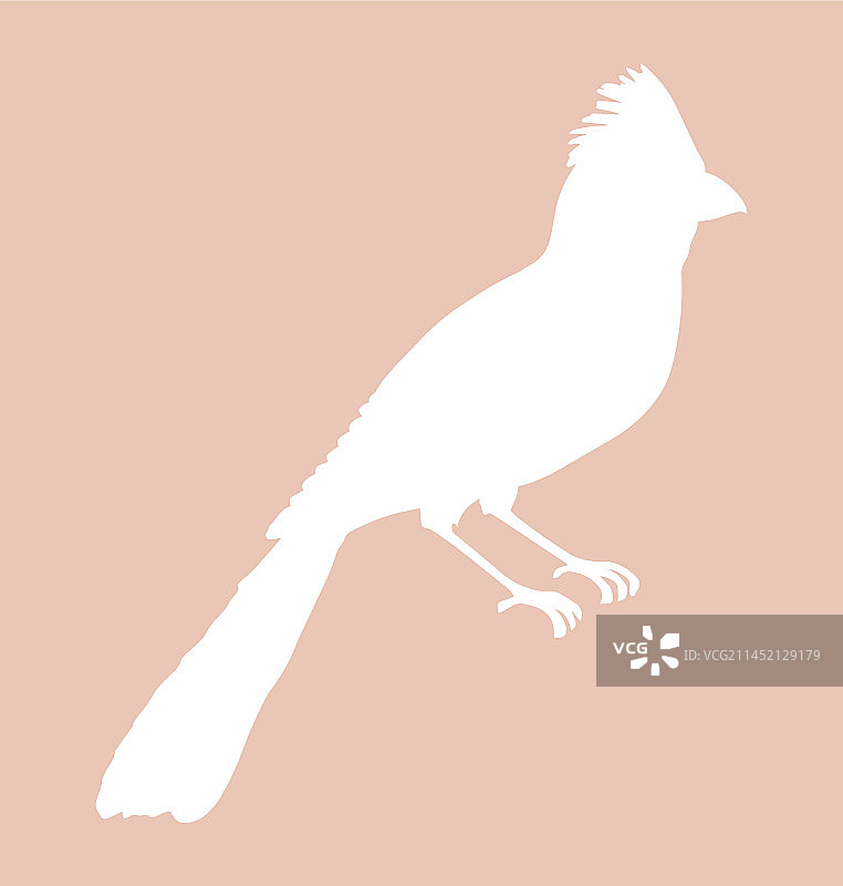 北美红雀鸟图标剪影图片素材