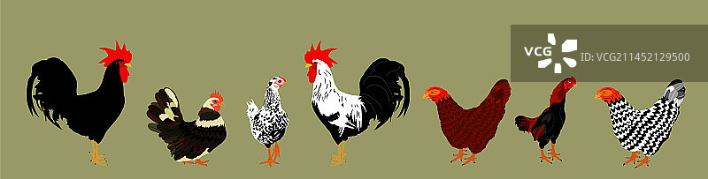 公鸡和鸡群图案图片素材