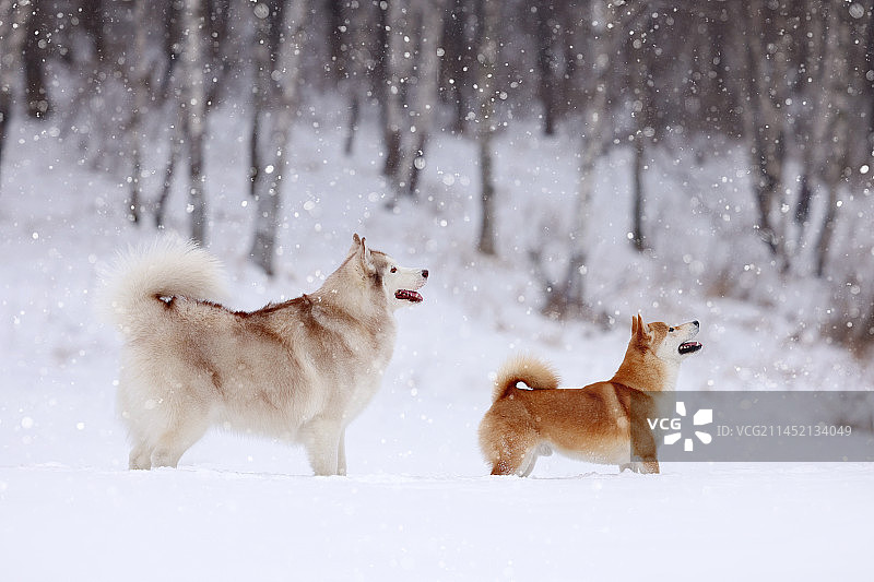 雪地里开心的日本柴犬和西伯利亚雪橇犬图片素材