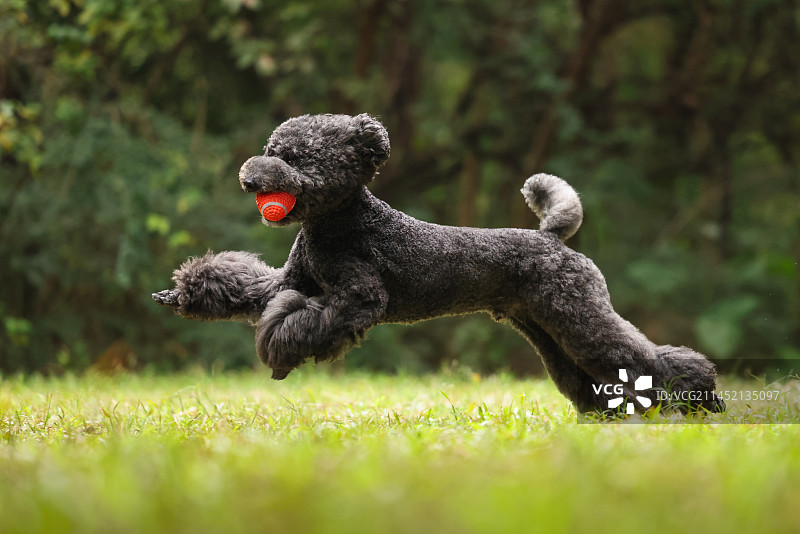 草地活泼的巨型贵宾犬图片素材