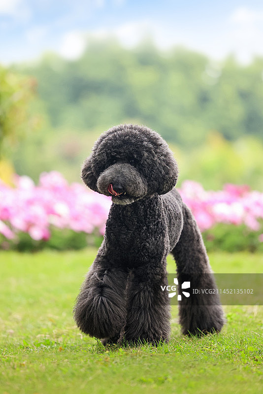 草地活泼的巨型贵宾犬图片素材
