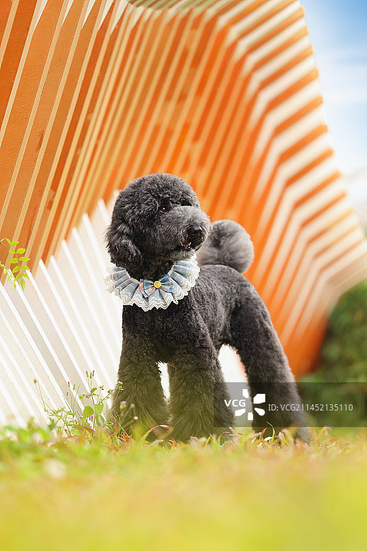 草地活泼的巨型贵宾犬图片素材