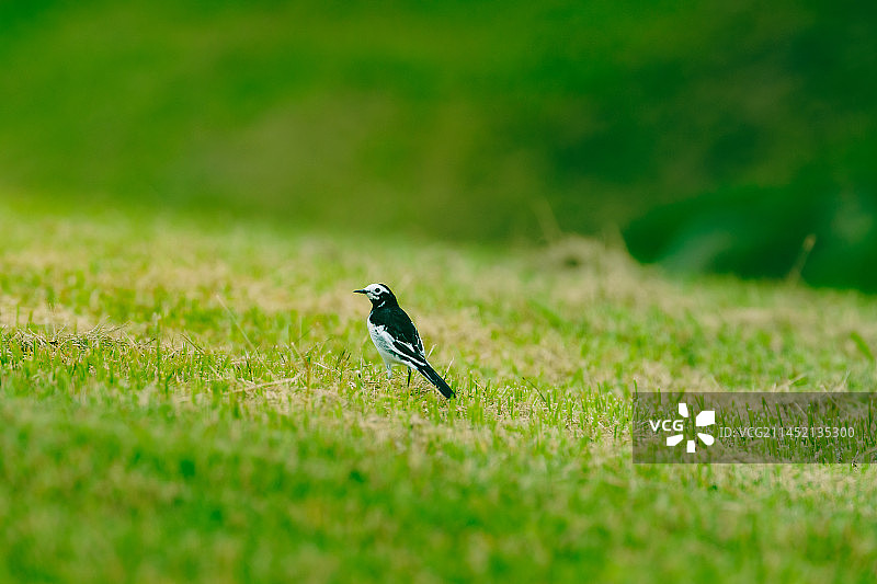 草地上休息的白鹡鸰图片素材