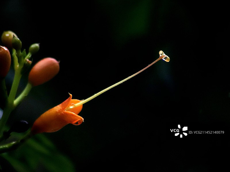 凌霄花图片素材