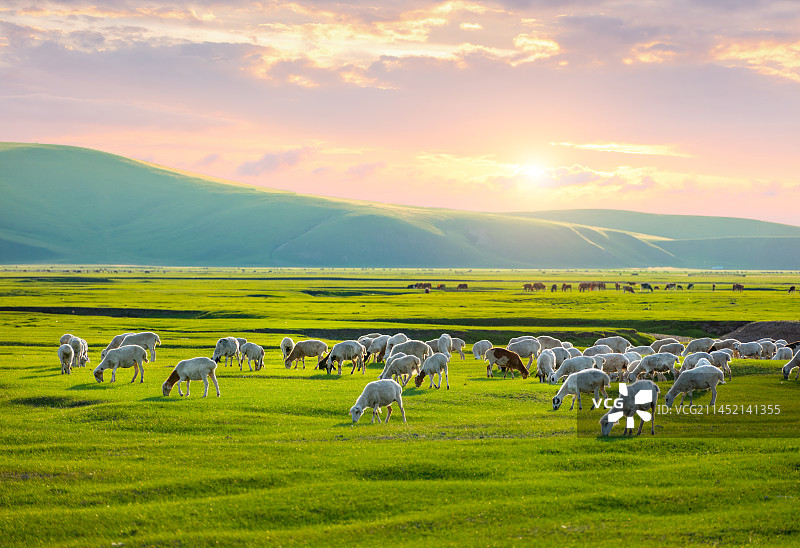 呼伦贝尔大草原的羊群图片素材