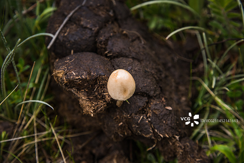 草原上牦牛粪便图片素材