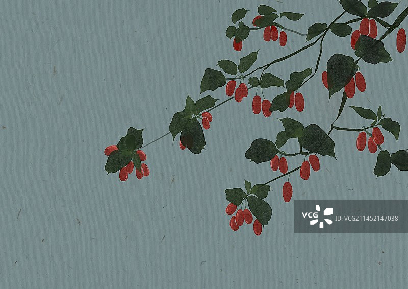 重阳节茱萸中药材茱萸花插画图片素材