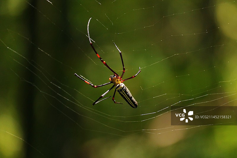 人面蜘蛛图片素材