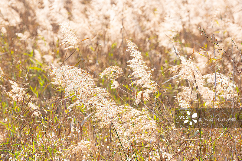 芦苇荡图片素材