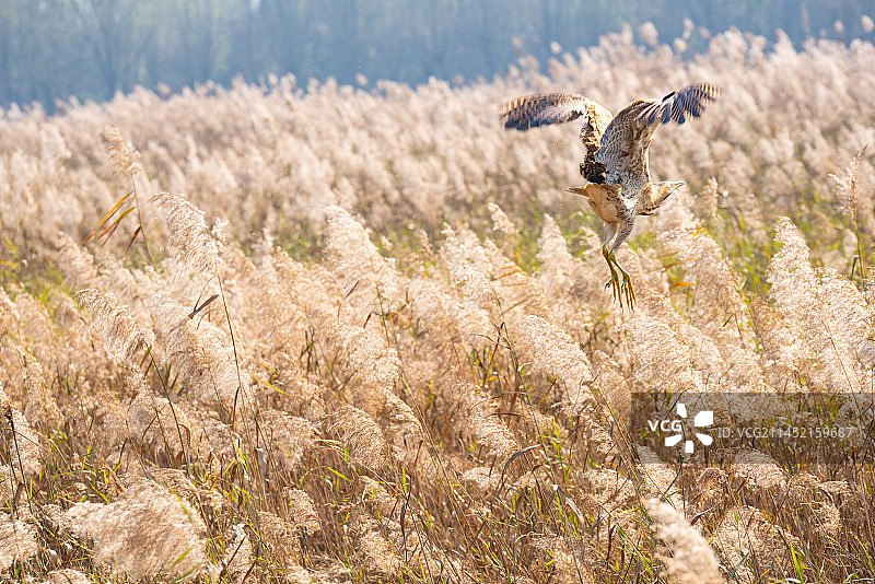芦苇荡图片素材
