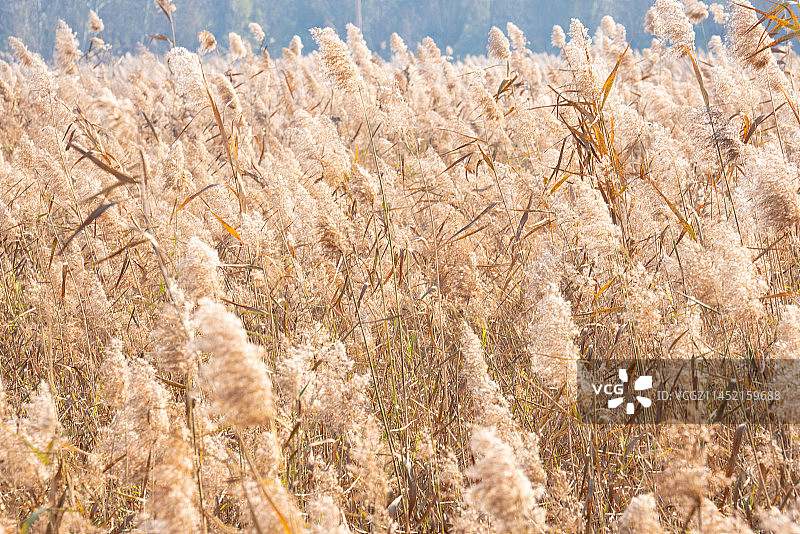 芦苇荡图片素材