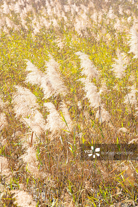 芦苇荡图片素材