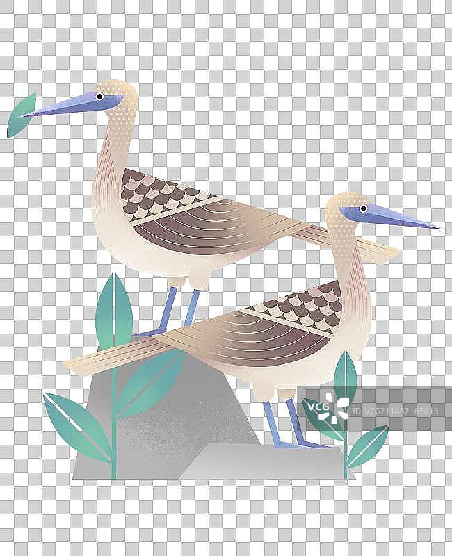 扁平肌理风插画-清新配图两只蓝脚鲣鸟元素配图图片素材