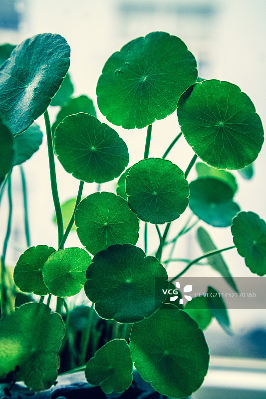 铜钱草图片素材