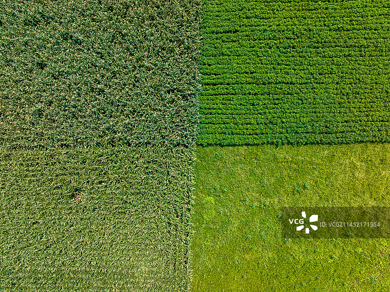 河南太康县辣椒种植基地朝天椒图片素材
