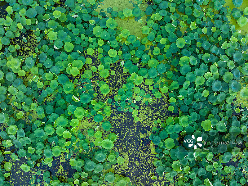 唯美荷花荷塘夏天炎热小清新荷叶图片素材