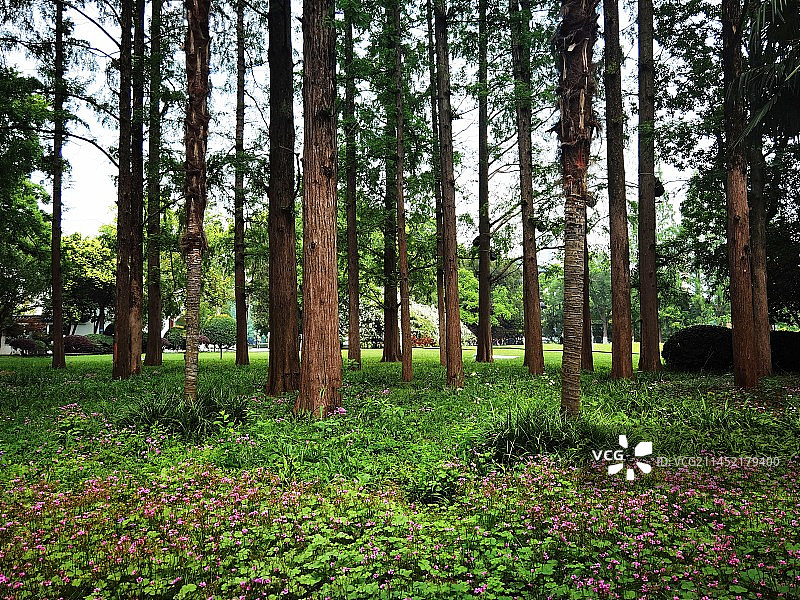 古逍遥津公园夏日风光系列之水杉林（安徽省合肥市）图片素材