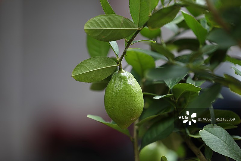 树上的柠檬图片素材