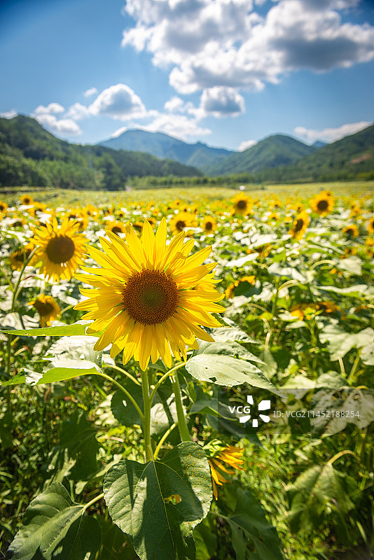 向日葵图片素材
