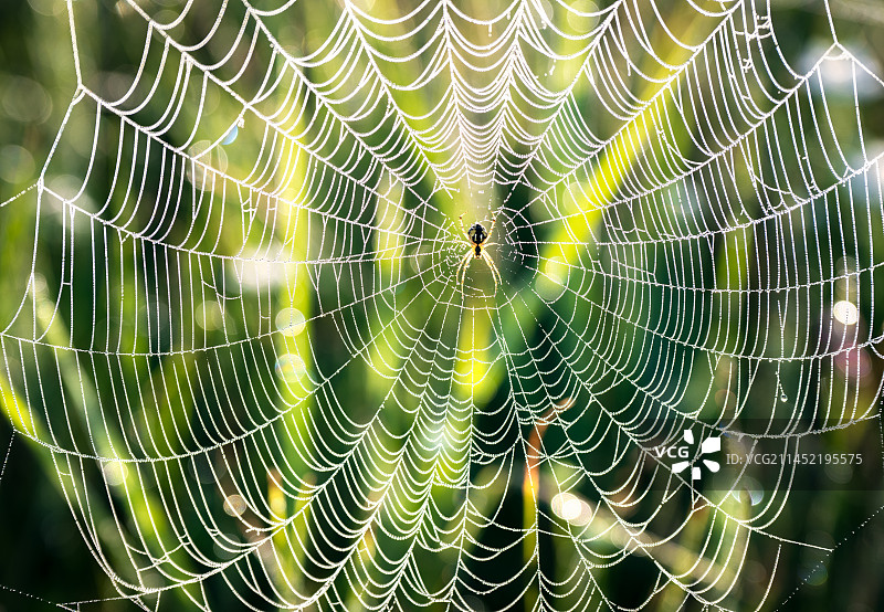 蜘蛛的家图片素材