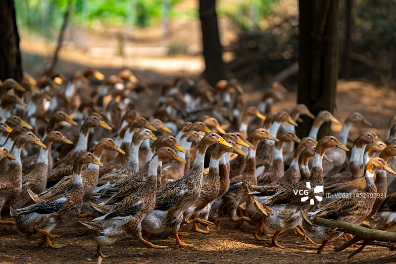 散养麻鸭图片素材