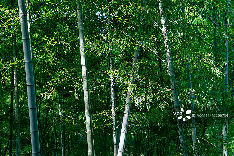 风中摇曳的竹林图片素材
