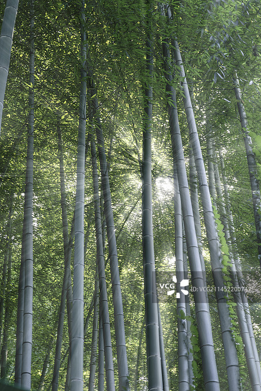 风中摇曳的竹林图片素材