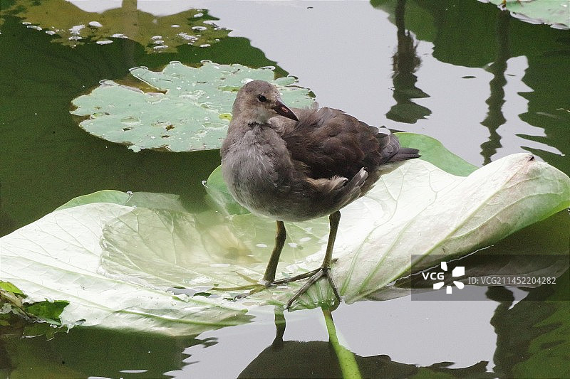 黑水鸡幼鸟图片素材
