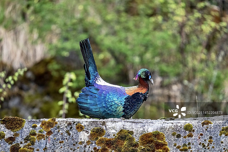 绿尾虹雉图片素材