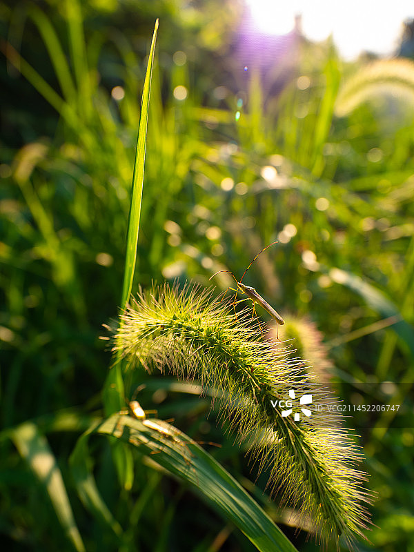 夕阳下的狗尾草图片素材