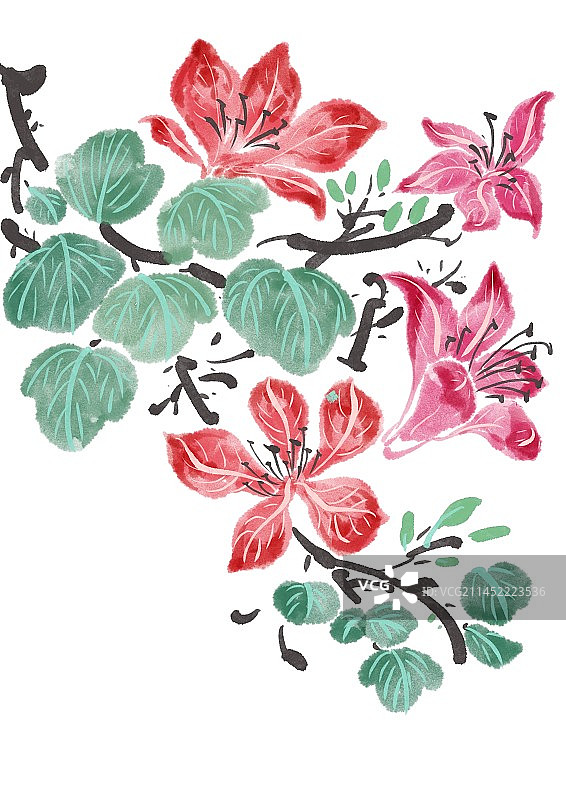 二十四节气古风水墨花朵-大雪紫荆花图片素材