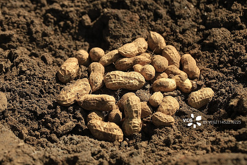 带着泥土的花生图片素材
