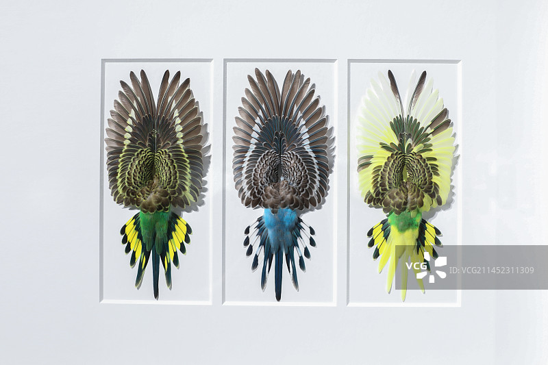 鸟类标本彩色的羽毛图片素材