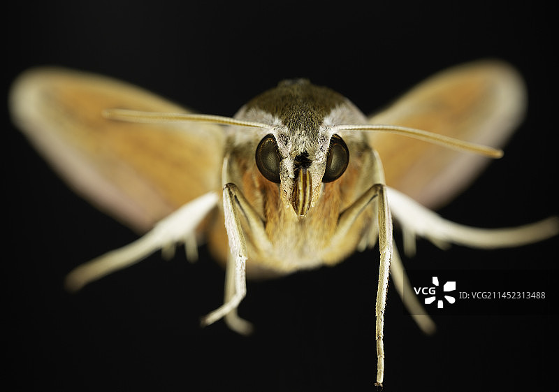 天蛾特写图片素材