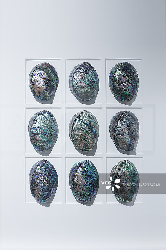 彩色鲍鱼壳贝壳标本艺术品图片素材