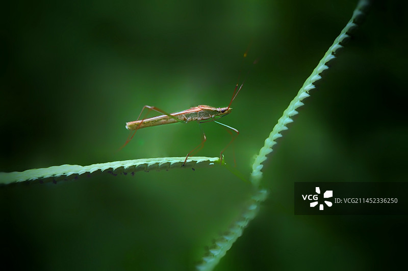 长脚蝽图片素材