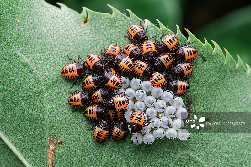 蝽出生图片素材