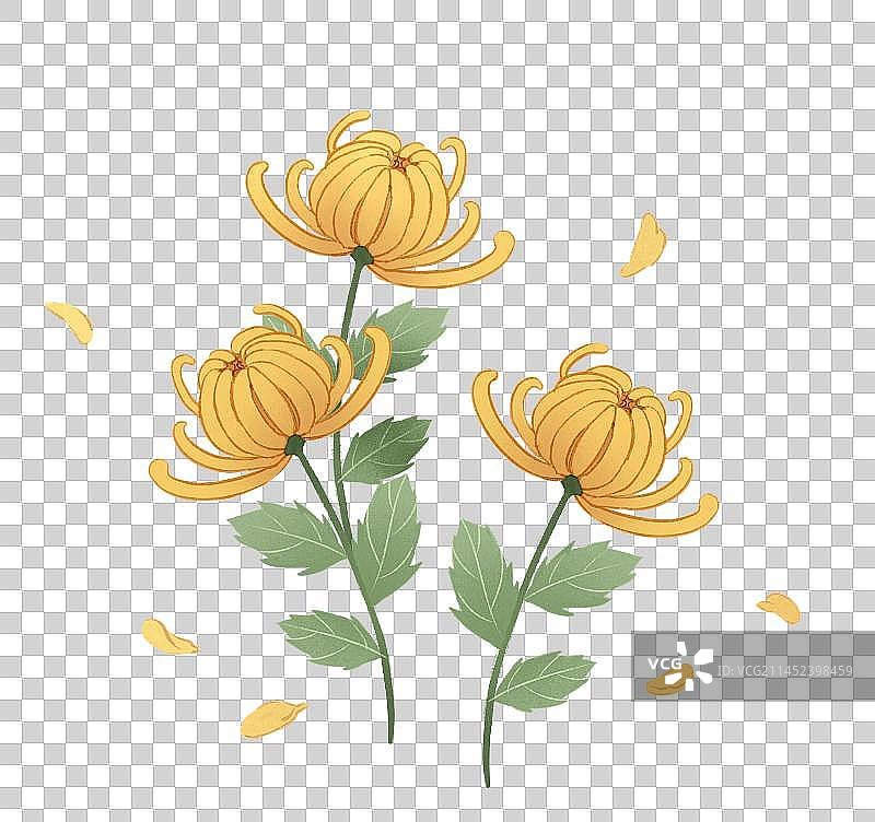 菊花插画元素图片素材