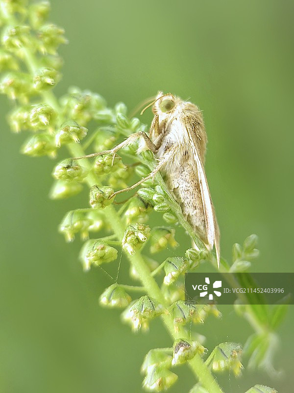 蛾图片素材