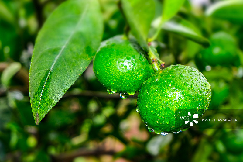 四川省内江市隆昌市户外酸橙树，露水，图片素材