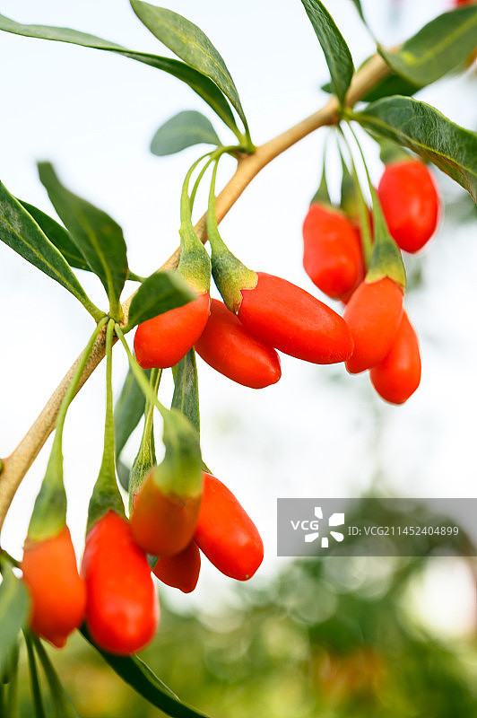 晨光中的红枸杞图片素材