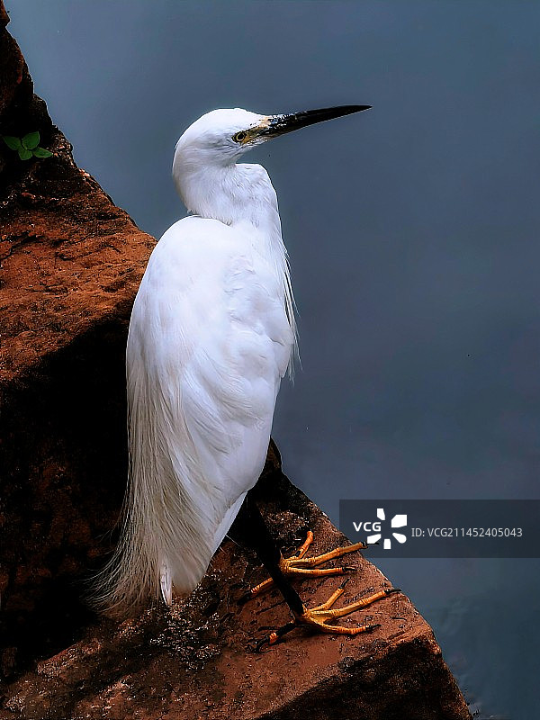 白鹭-守望图片素材