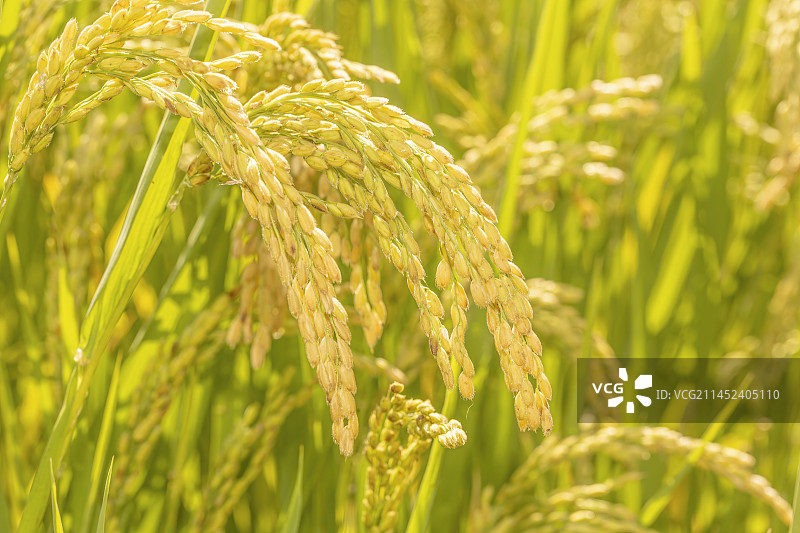 宁夏银川灵武市杨洪桥特色水稻规模化种植图片素材