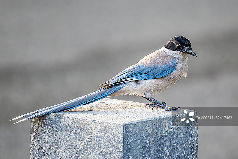 灰喜鹊图片素材